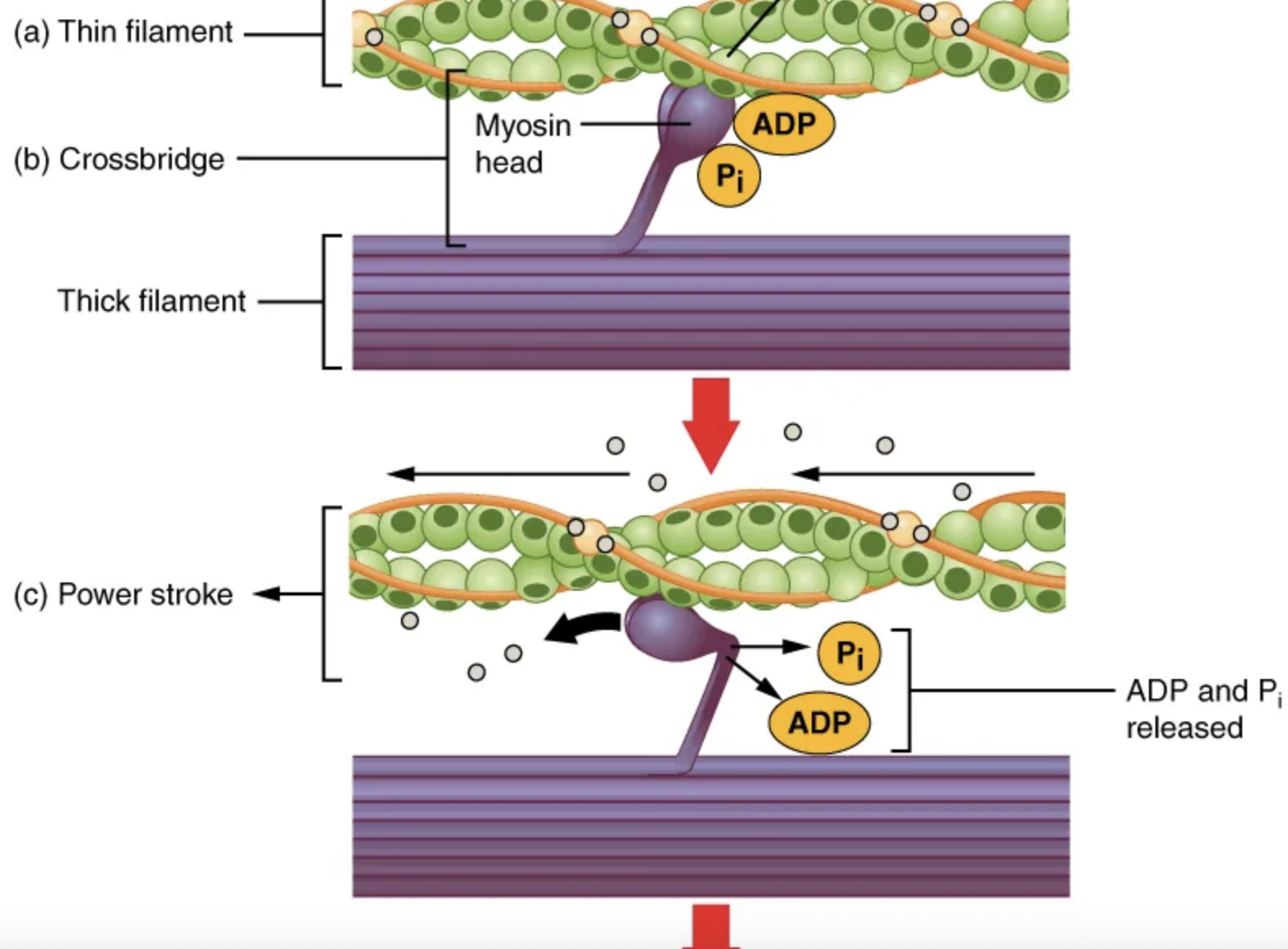 <p><span><span>For thin filaments to continue to slide past thick filaments during muscle contraction, myosin heads must pull the actin at the binding sites, then […] to more binding sites.</span></span></p>