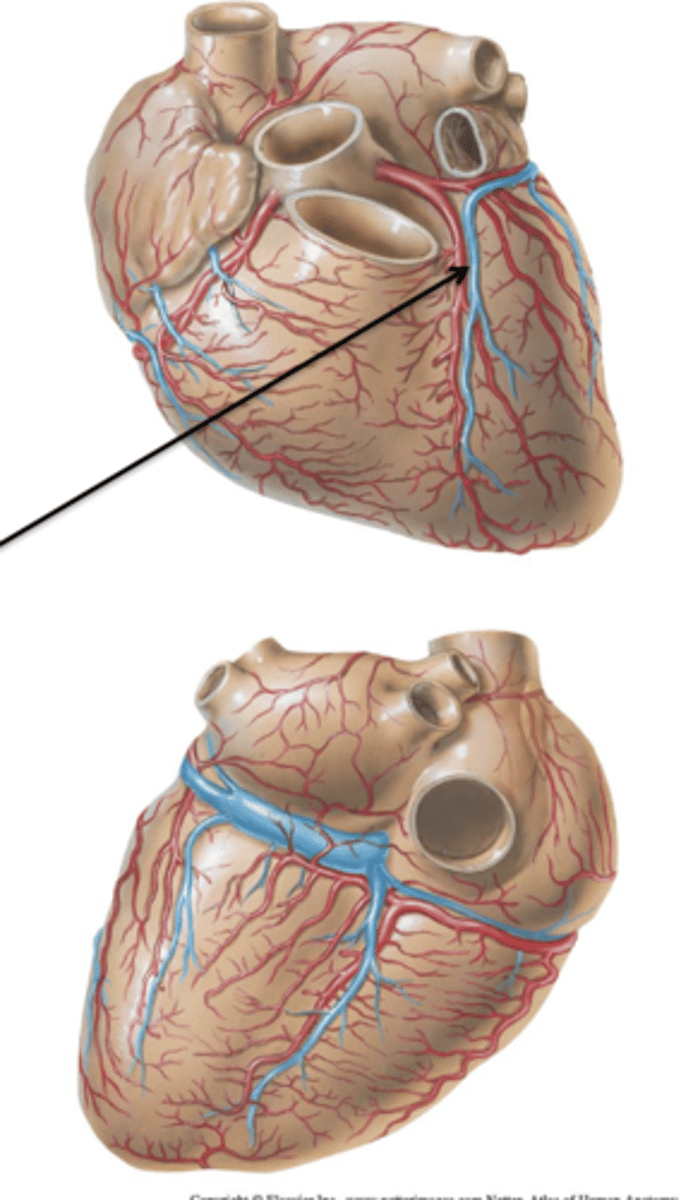 <p>Veins draining the myocardium of the heart.</p>