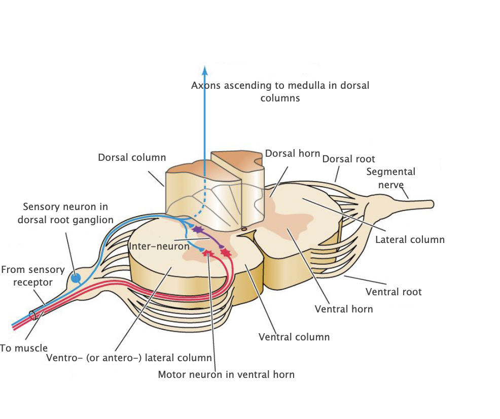 <p>Dorsal roots</p>