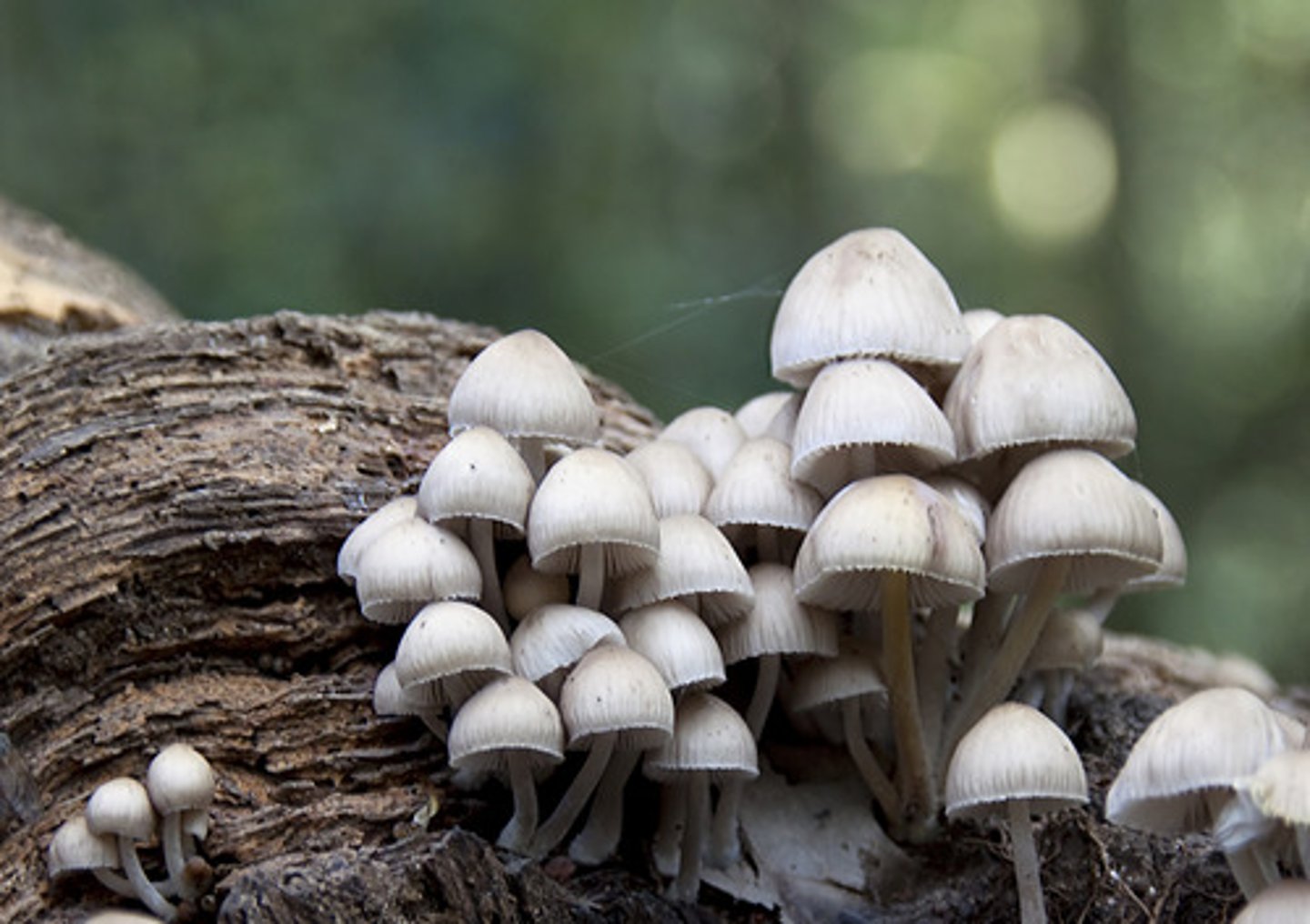 <p>a decomposer that secretes digestive enzymes and absorbs the products of digestion</p>
