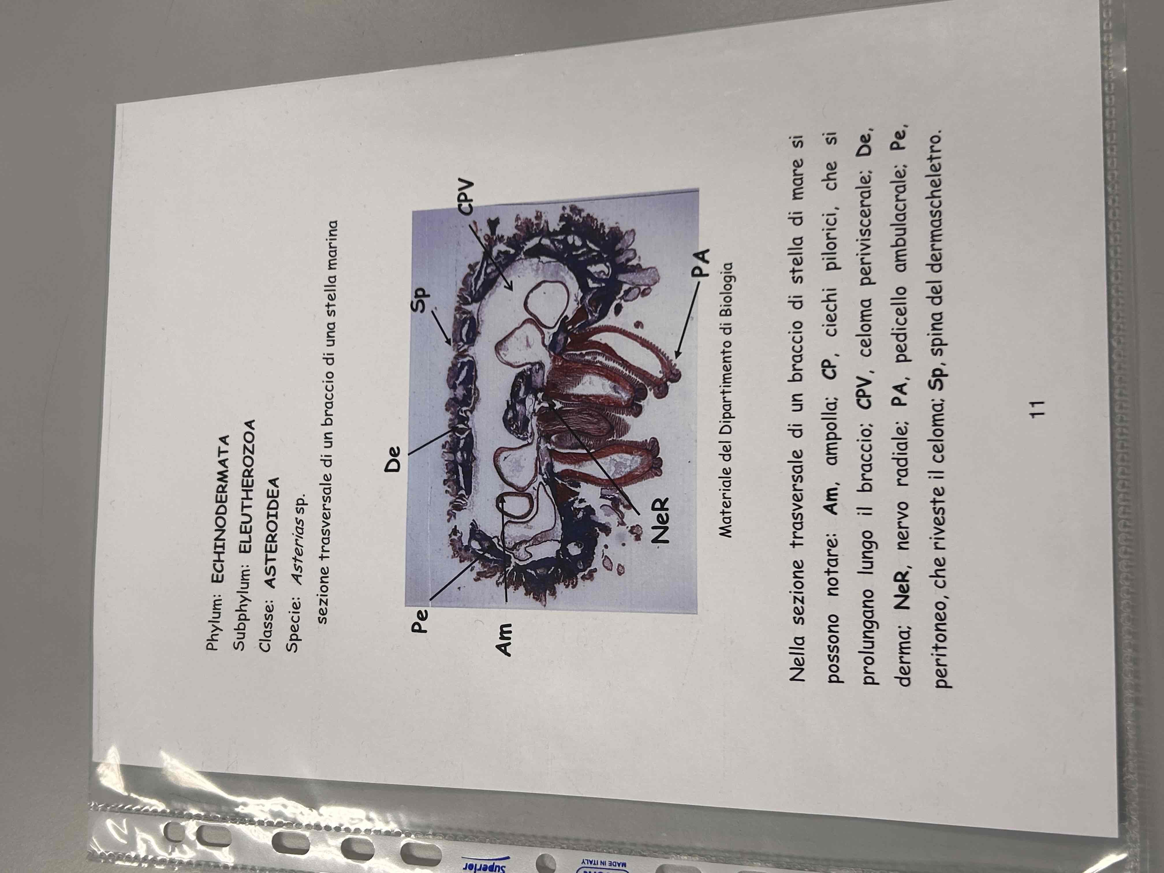<p>Echinodermata </p><p>Asteroidea</p><p>Asterias sp (sezione braccio)</p>