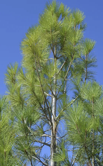 <p>Jeffrey Pine</p>