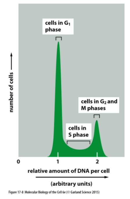 <p>Cells have the least DNA in G1 phase, accumulate DNA during S phase, and have the most DNA during G2 and M phases as they replicate their DNA.</p>