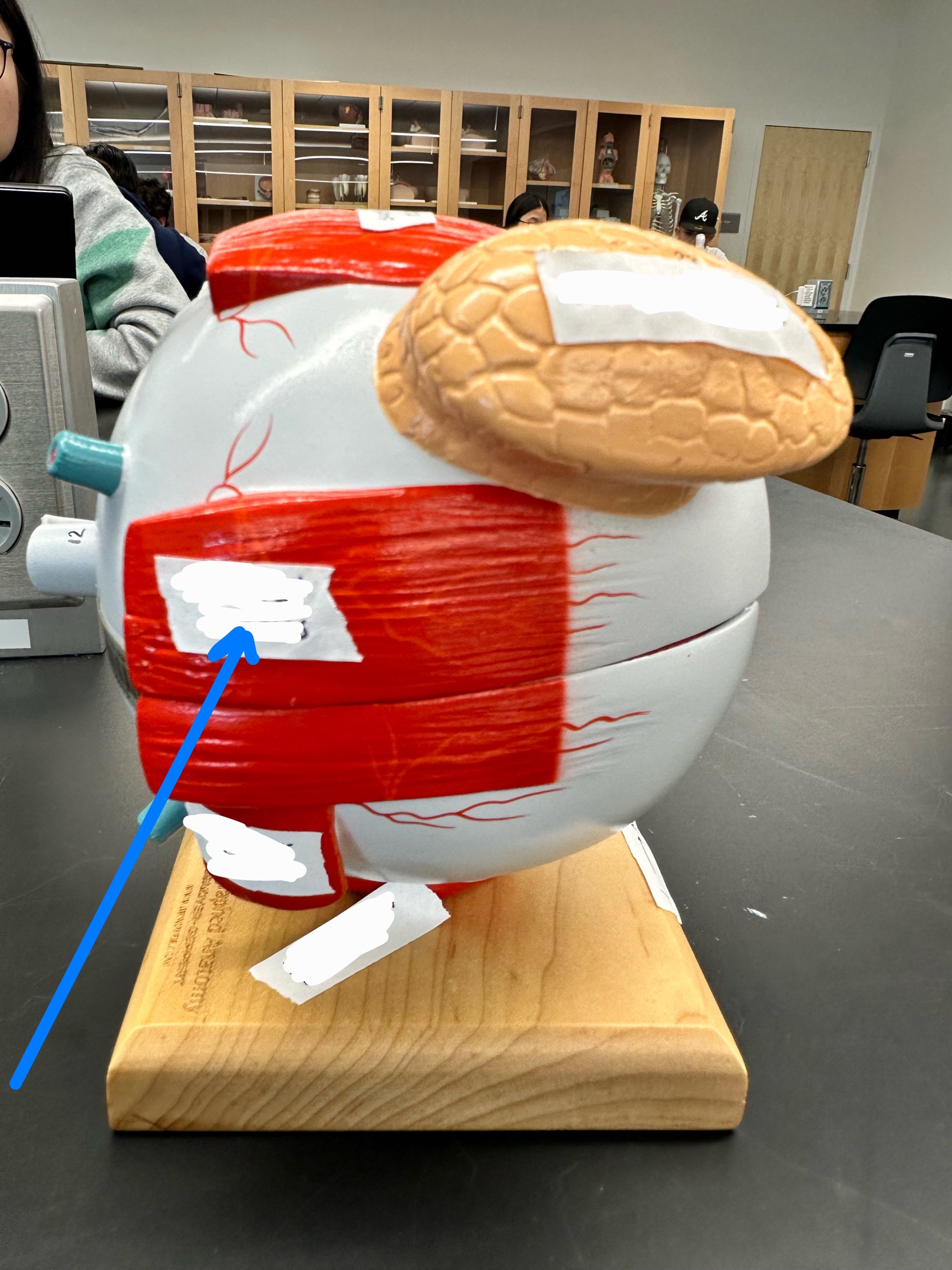 knowt flashcard image