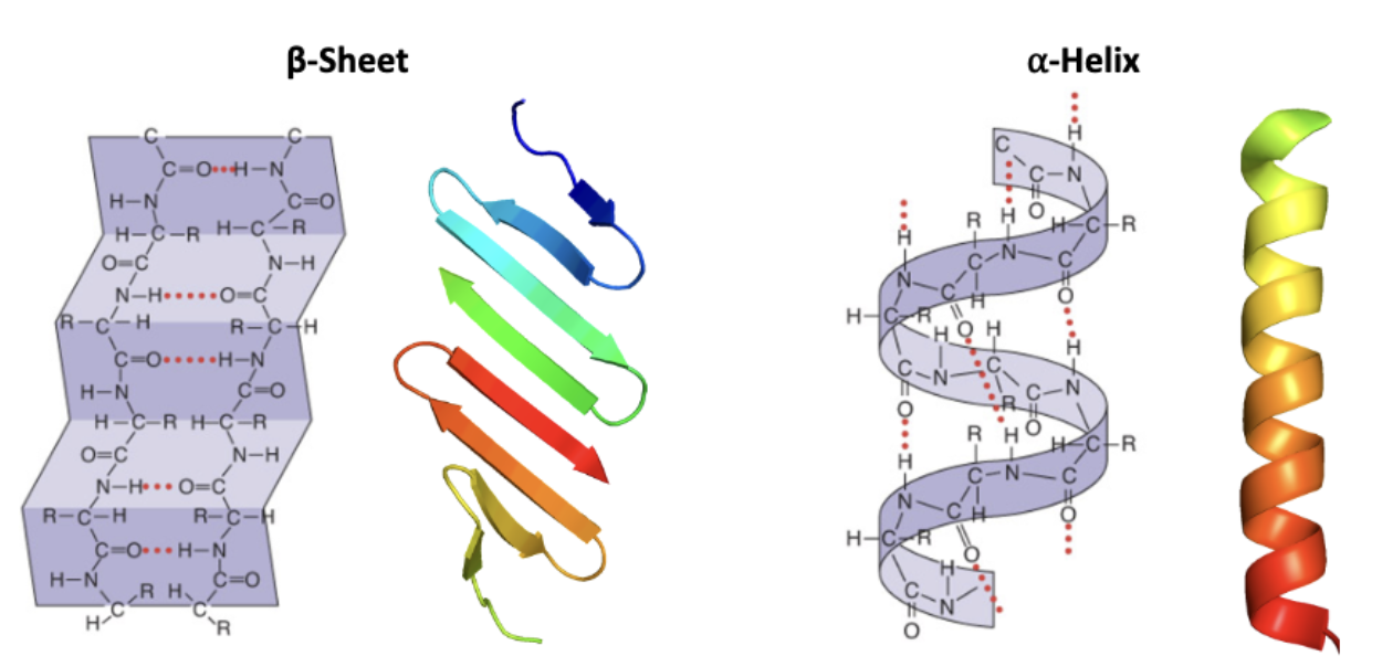 <p>Loop or random coil: indeterminate in structure and link secondary structures together. </p><p>α-helix and β-sheet</p>