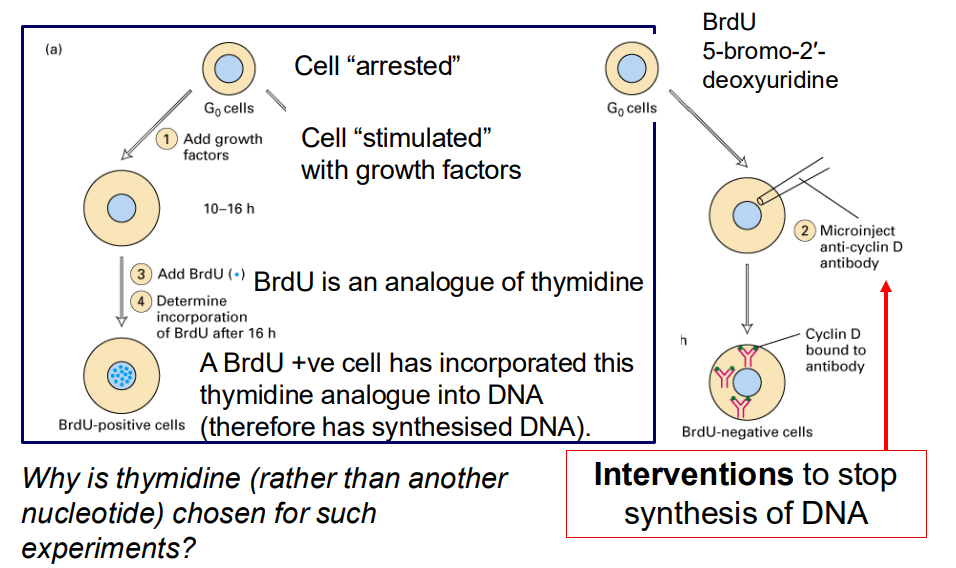 <p>- why is thymidine (rather than another nucleotide) chosen for such experiments</p><p>- interventions to stop synthesis of DNA</p><p>.</p><p>- cell "arrested"</p><p>- Cell "stimulated with growth factors"</p><p>- BrdU is an analogue of thymidine</p><p>- A BrdU +ve cell has incorporated this thymidine analogue into DNA (therefore has synthesised DNA)</p>