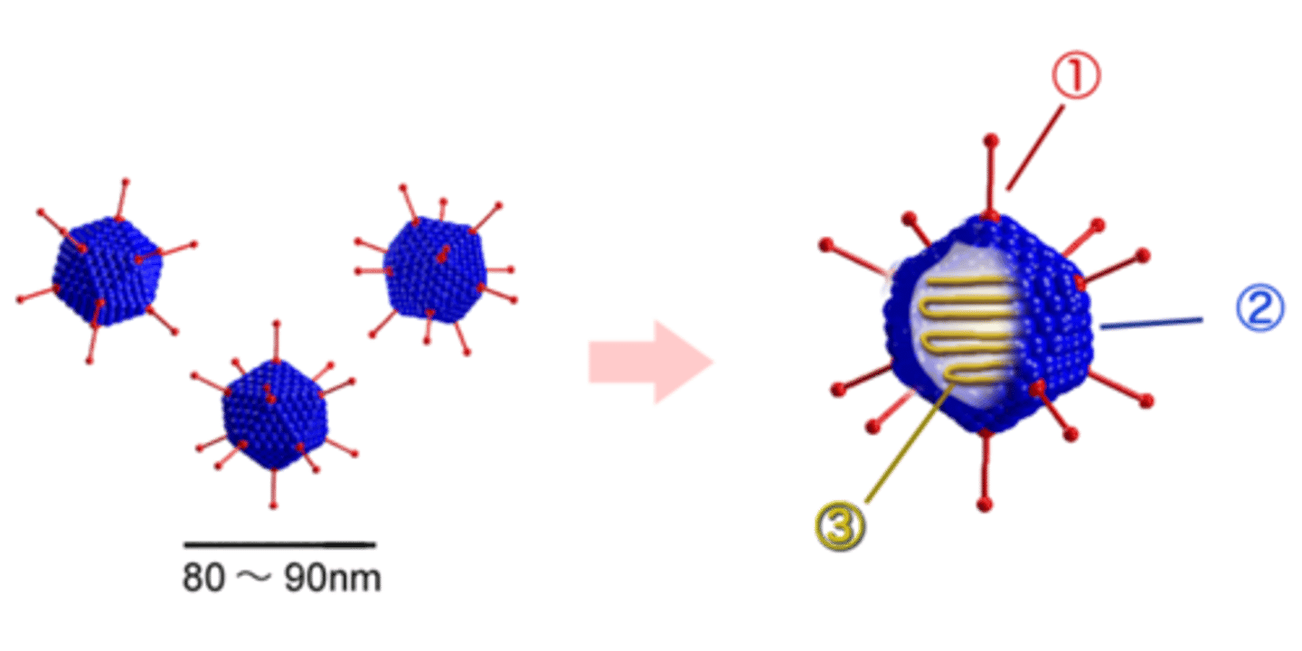 <p>DNA viruses</p>