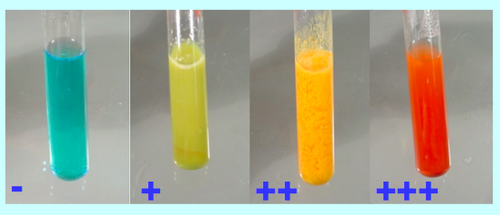 Benedict's test
1. *grind* the sweat potato to get juice,
2. add *2 ml* of sweet potato juice into a test tube,
3. add *2ml* of *Benedict's solution* into the same test tube,
4. use *test tube holder* to put the test tube into a *water bath*,
5. *Heat* the water bath,
6. wait for *5 minutes*, 
7. if the colour changes *from blue to brick red*, 
it means the presence of reducing sugar;
8. during the practical, wear *protective goggles*,