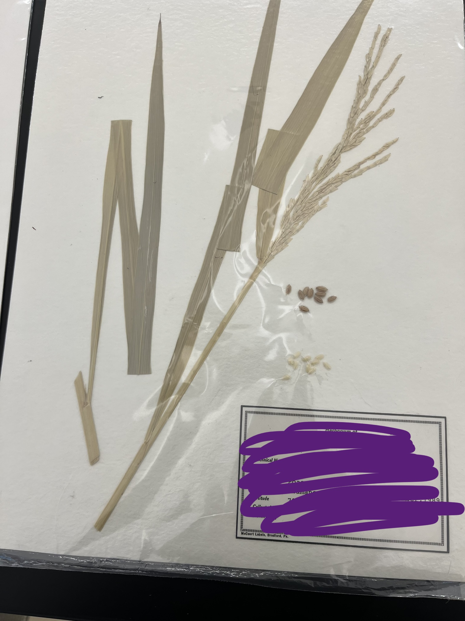 <ul><li><p>what herbarium is this?</p></li><li><p>common name?</p></li></ul>