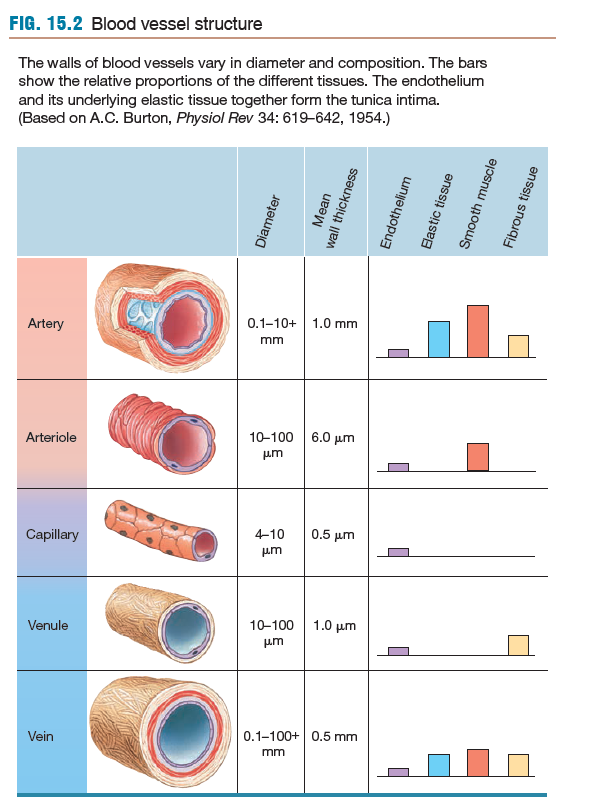 Artery: 0.1-10 mm diameter, 1 mm wall thick
Arterioles: 10-100 micrometers diameter, 6 micrometers thick
Capillaries: 4-10 micrometers diameter, 0.5 micrometer thick
Venules: 10-100 micrometers diameter. 1 micrometer thick
Veins: 0.1 - 100+ mm diameter, 0.5 mm thick