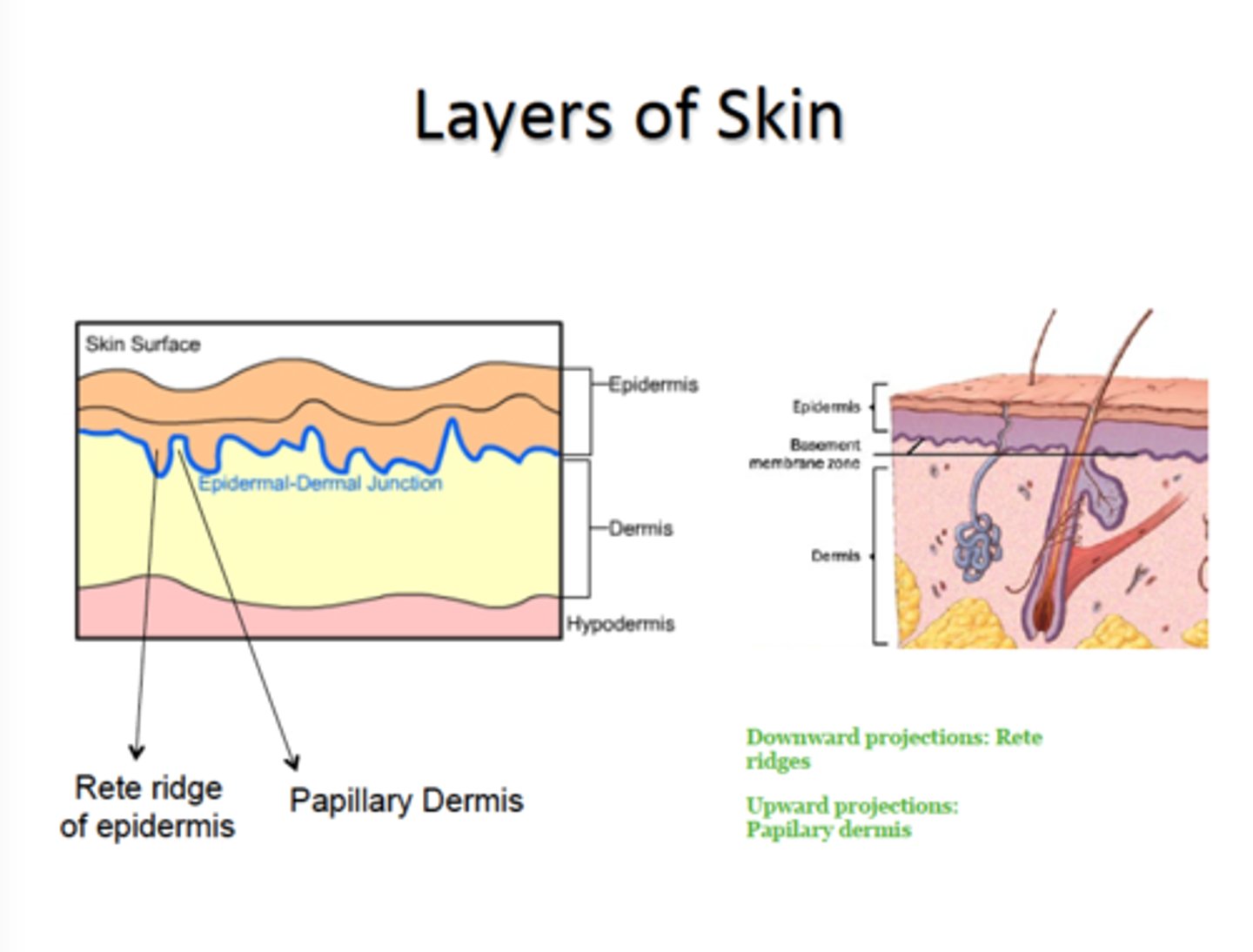 <p>- separates dermis and epidermis</p><p>- glue-like layer</p><p>- basement membrane</p>