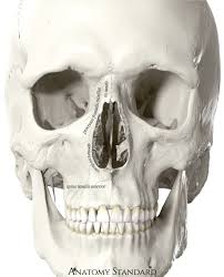 <p>curved scroll-like bones </p>
