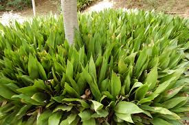 <p>Cast iron plant</p>
