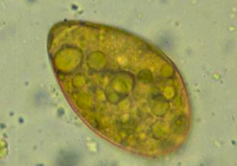 Host: dogs and cats
Intermediate host: 1st: aquatic crustacean 2nd: fish or frogs
Location: small intestine
Transmission: ingestion of infective fish or frog
Diagnosis: eggs on fecal float, eggs are operculated
Treatment: praziquantel
Zoonotic?: yes
Common name: zipper tapeworm 
key fact: cause intestinal obstruction and are commonly found near florida and near the gulf coast of north america
