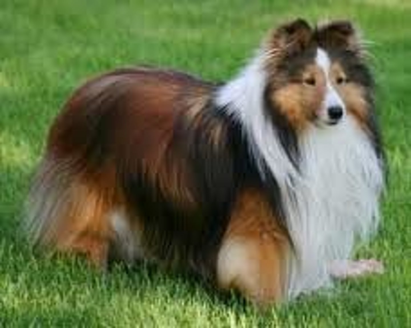 <p>Herding</p>
