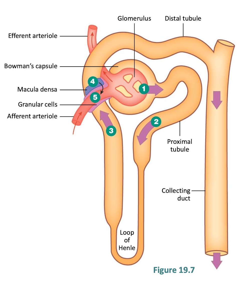<p>explain the steps </p>