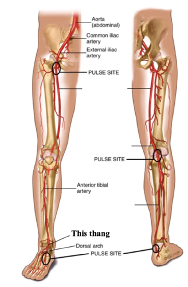 <p>The artery found at the top of the foot arch</p>
