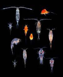 <p>Type of Meso- and Macrozooplankton that uses spikes and spears to consume prey</p>