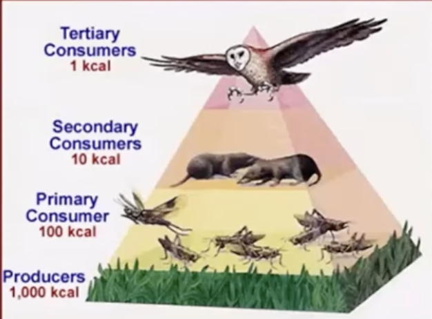 <p>first trophic level - produces</p><p>second - primary consumers</p><p>third- secondary consumers</p><p>generally doesn’t go much farther because only 10% of energy from one level is available to the next because an organism stores 10% of the energy it consumes in its body as biomass which is then passed onto the next level when it is eaten, the rest of the energy is lost as heat/waste or used in cellular respiration</p>