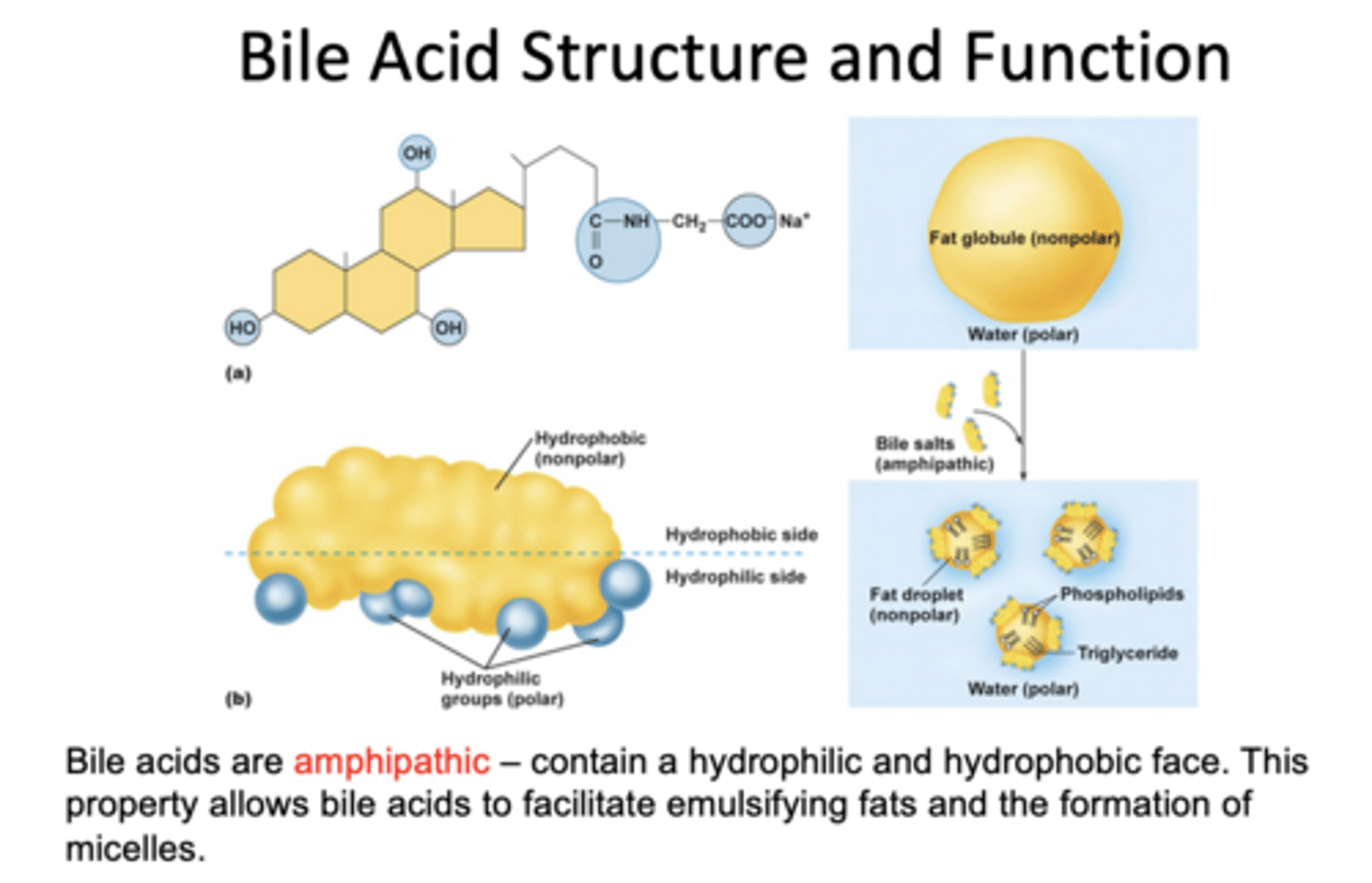 <p>- emulsify fats</p><p>- form micelles</p>