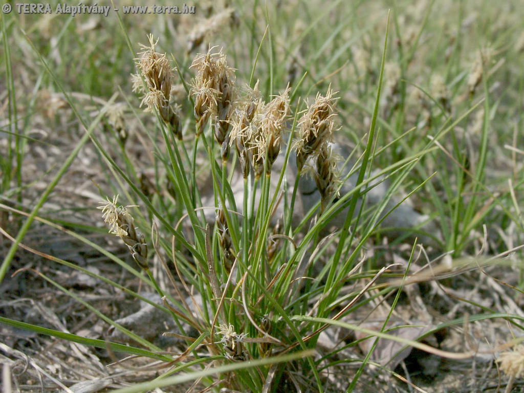 <p>Carex stenophylla</p>