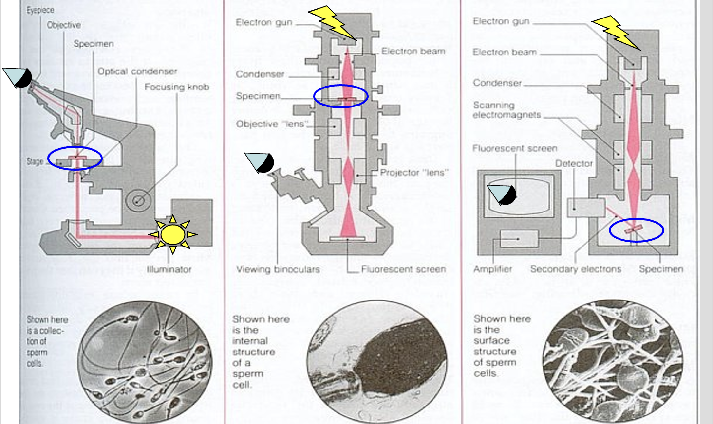 <p>Light, Transmission Electron (TEM), Scanning electron (SEM)</p>