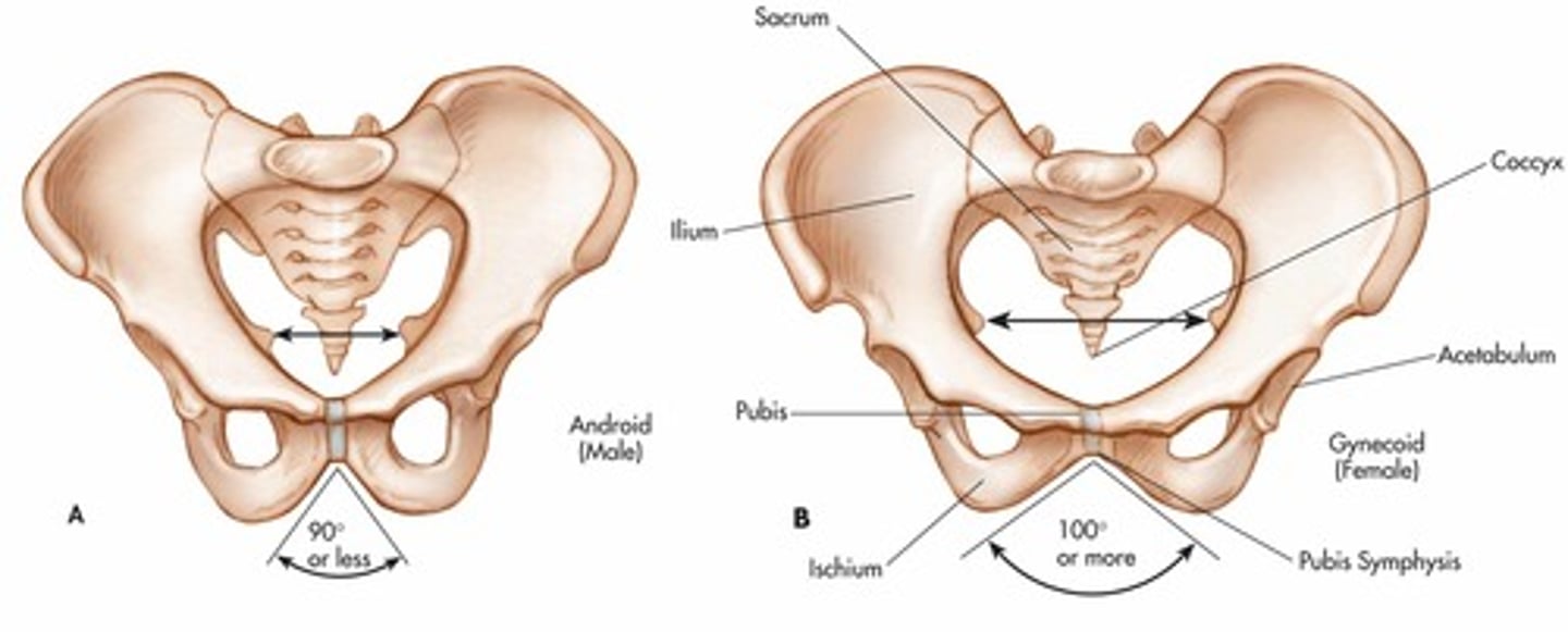 <p>Male: Narrower, longer, heart shaped pelvic cavity , pubic arch &lt; 90°.</p><p>Female: Wider, shorter, oval pelvic cavity, pubic arch &gt; 90°</p>