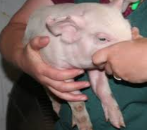<p>pig restraint #2</p>
