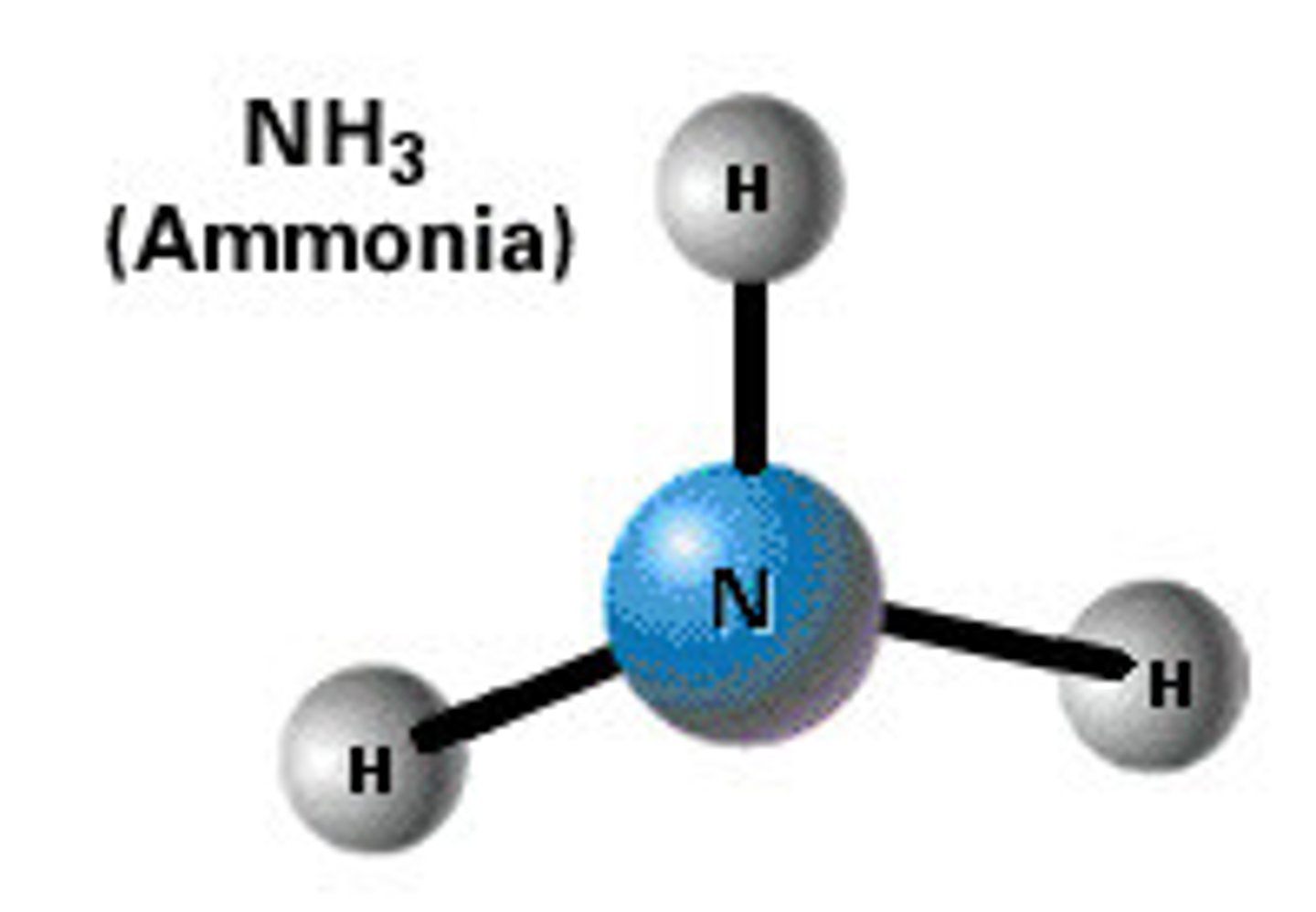 <p>NH3 is returned to the soil by decomposers and can then be taken up by plants to make proteins and nucleic acids. However, ammonia is more difficult for plants to absorb than nitrates so in many cases ammonia is converted to nitrates by nitrifying bacteria and then absorbed by plants.</p>