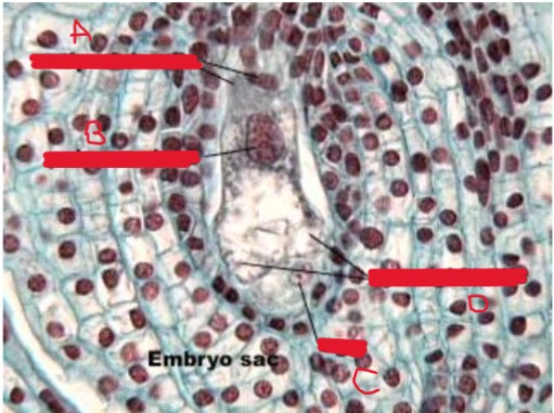 <p>identify a-d on the embryo sac</p>