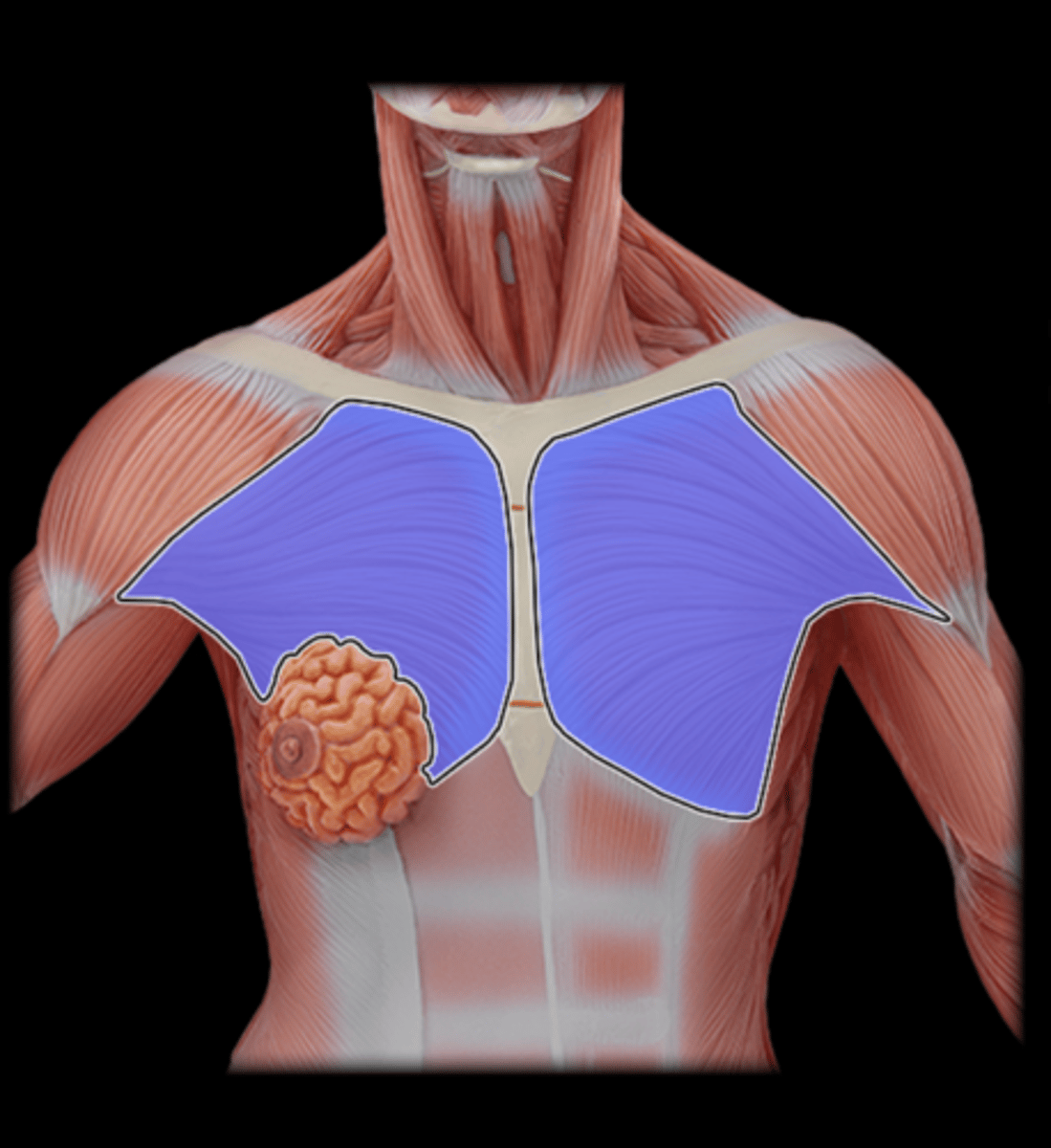<p>What Muscle Is Highlighted?</p>