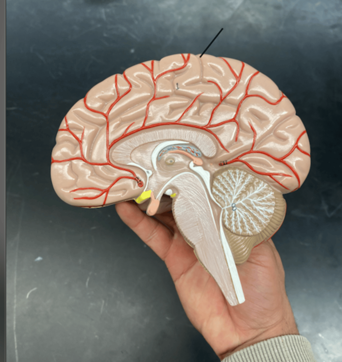 <p>is a prominent groove in the brain that separates the frontal lobe from the parietal lobe and divides the primary motor cortex (in front) from the primary somatosensory cortex (behind).</p>