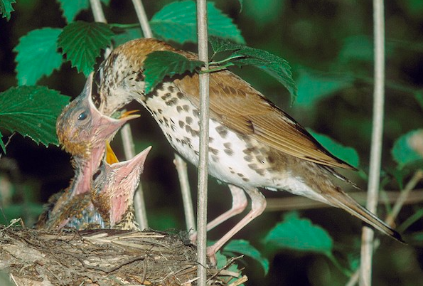 <p>Wood Thrush</p>