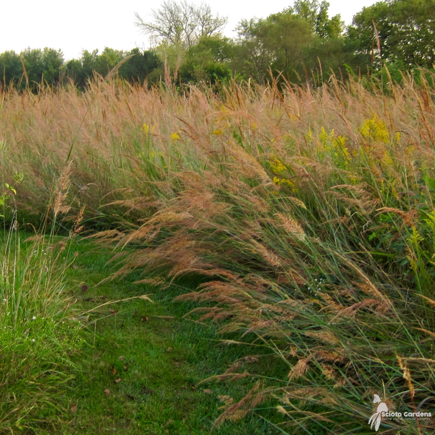 Indiangrass