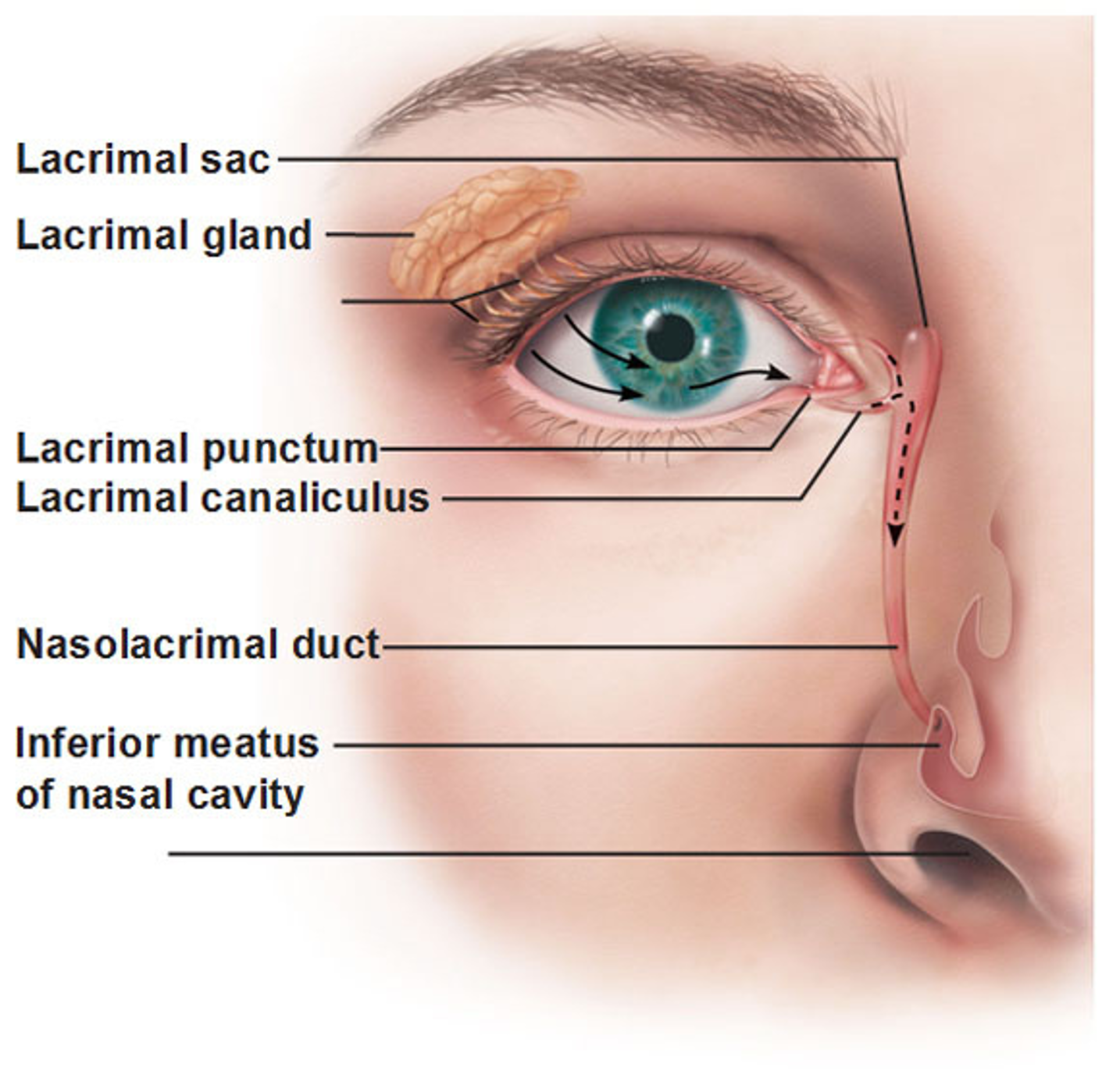 <p>lacrimal sac</p>