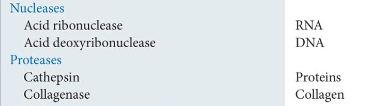 <ul><li><p>Nucleases</p><ul><li><p>Acid ribonuclease; substrate: RNA</p></li><li><p>Acid deoxyribonuclease; substrate: DNA</p></li></ul></li><li><p>Proteases</p><ul><li><p>Cathepsin; substrate: proteins</p></li><li><p>Collagenase; substrate: collage</p></li></ul></li></ul>