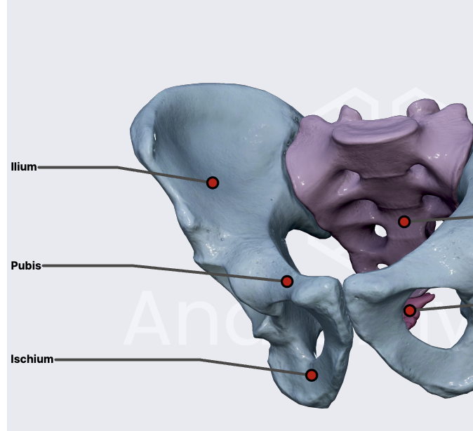 <p>ilium</p><p>pubic</p><p>ischium</p>