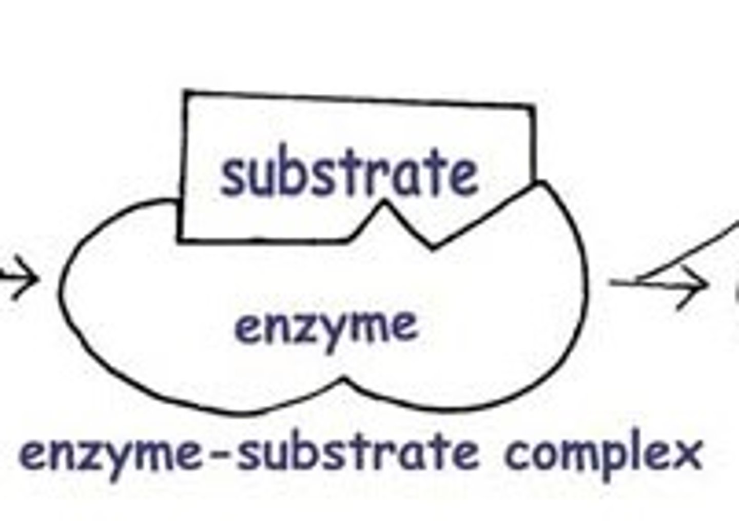 <p>reactant of an enzyme-catalyzed reaction</p>