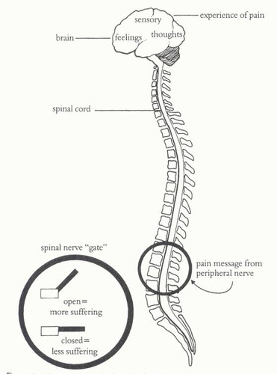 <p>Theory that spinal cord contains a neurological "gate" that blocks pain signals or allows them to pass on to the brain. The "gate" is opened by the activity of pain signals traveling up small nerve fibers and is closed by activity in larger fibers or by information coming from the brain.</p>