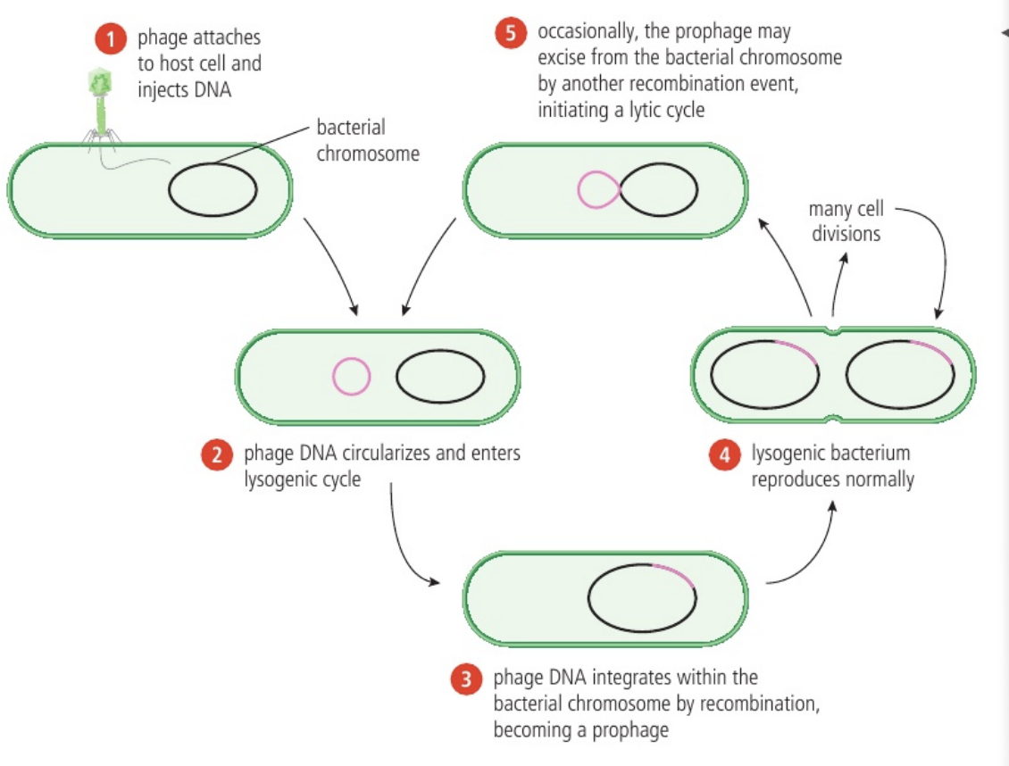 <ol><li><p><span style="background-color: transparent;"><strong><span>Attachment</span></strong></span></p><ol><li><p><span style="background-color: transparent;"><span>Like lysis, proteins in the tail tip bind to membrane proteins</span></span></p></li></ol></li><li><p><span style="background-color: transparent;"><strong><span>DNA Entry</span></strong></span></p><ol><li><p><span style="background-color: transparent;"><span>Like lysis, viral DNA molecule enters through inner membrane pores</span></span></p></li></ol></li><li><p><span style="background-color: transparent;"><strong><span>Integration</span></strong></span></p><ol><li><p><span style="background-color: transparent;"><span>The viral DNA becomes </span><strong><span>circular → </span></strong><span>viral enzyme integrase inserts it into the host DNA → virus only exists from this point on as a length of DNA (a temperature virus existing as a </span><strong><span>prophage)</span></strong></span></p></li></ol></li><li><p><span style="background-color: transparent;"><strong><span>Cell Division</span></strong></span></p><ol><li><p><span style="background-color: transparent;"><span>When the host DNA is replicated it also replicates the prophage</span></span></p></li></ol></li></ol><p><br></p><ul><li><p><span style="background-color: transparent;"><span>Prophages are activated in response to interior/exterior stimuli → virus switches to the lytic stage</span></span></p></li></ul><p></p>