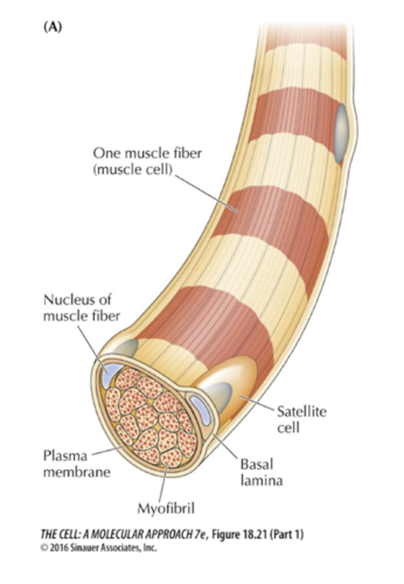 <p>They usually hve little cell turnover, but regenerate from satellite cells (muscle stem cells) in response to injury.</p>