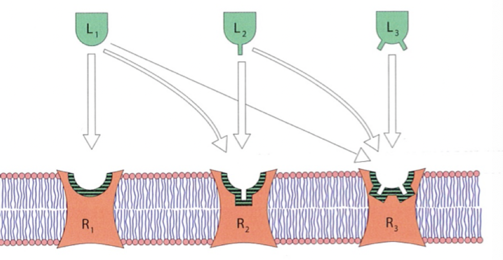 <p>En selektiv ligand har högre affinitet för en viss receptor vilket ger ett mer <strong>spesifikt svar</strong>. Biverkningar uppstår när ett LM påverkar flera olika proteiner; inte bara målproteinet.</p>