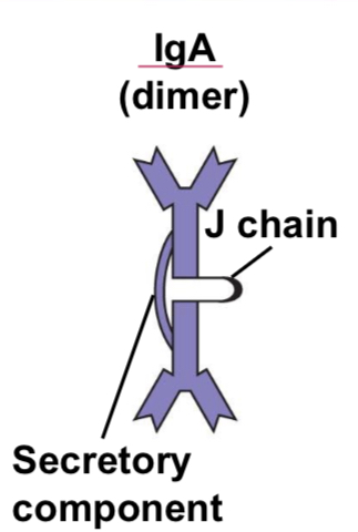 <p>Present in secretions (tears, saliva, mucus, breast milk). Monomeric form in blood. Defends mucous membranes esp gut. Providing passive immunity to nursing infants, targets viruses/bacteria.</p>