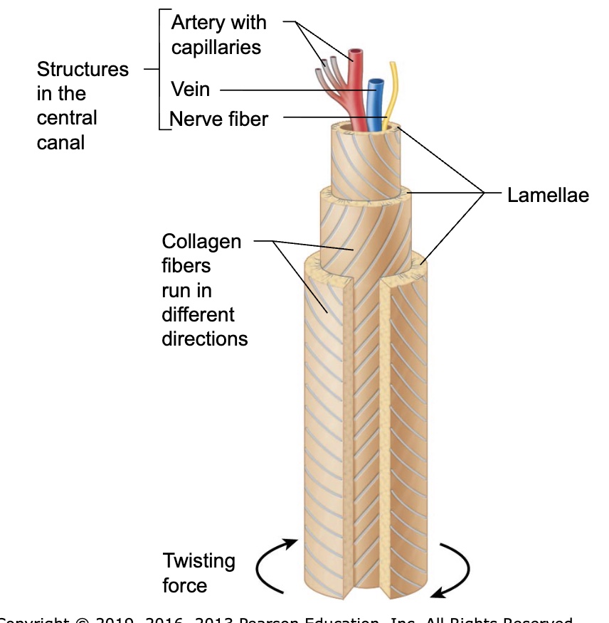 <ul><li><p>the structural unit of compact bone</p></li><li><p>it’s an elongated cylinder that runs parallel to the long axis of the bone, acting as a weight-bearing pillar</p></li></ul><p></p>