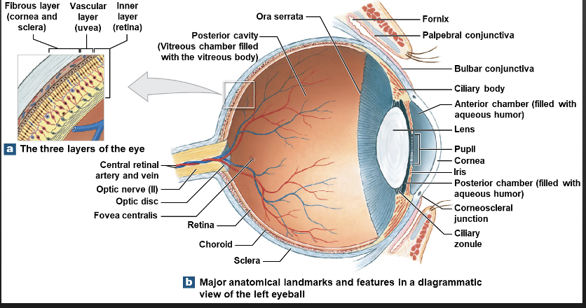 <p>Sclera and Cornea</p>