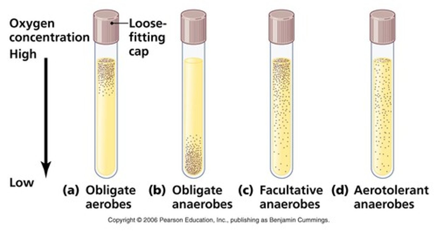 <p>combines with oxygen to create anaerobic or microaerobic conditions</p>
