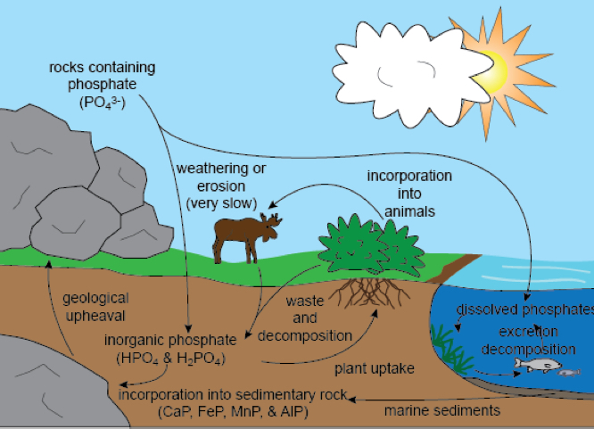 <p>Where would phosphorus be stored and where it flows? (Storage = red circles; flows = yellow arrows)</p>