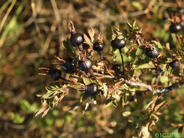 <p><span><em>Rosa </em></span><em>spinosissima</em></p>