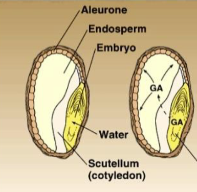<p>Dicot seed parts</p>