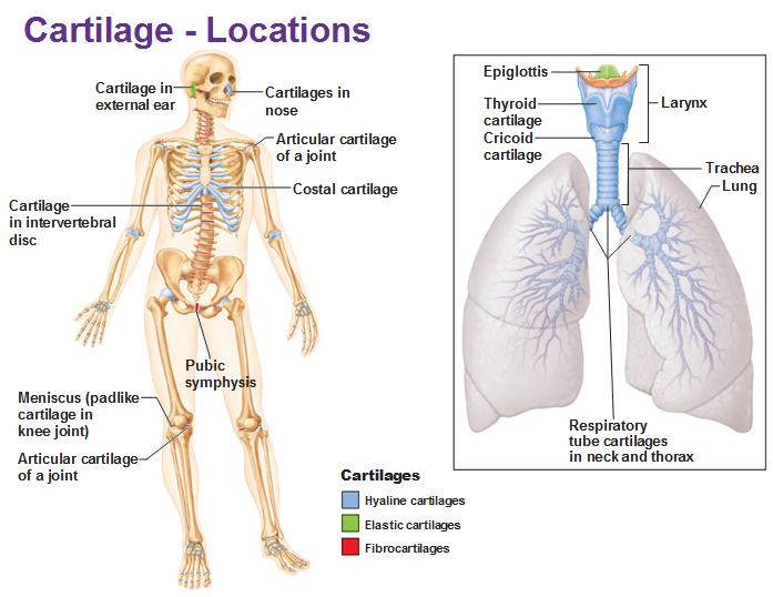 <p>Found in the ears, nose, and between bones.</p>